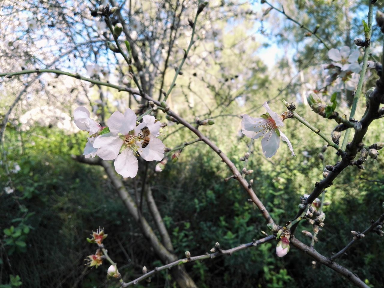 flower, freshness, growth, branch, tree, fragility, cherry blossom, beauty in nature, blossom, nature, cherry tree, petal, white color, focus on foreground, blooming, in bloom, springtime, close-up, flower head, fruit tree