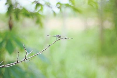 View of a bird flying against blurred background