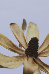 Close-up of flowering plant against white background
