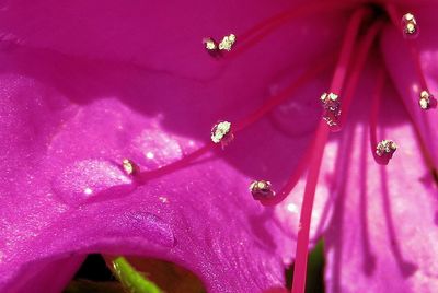 Close-up of pink flowers