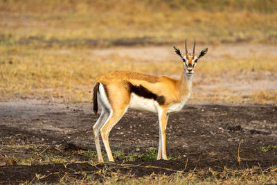 Male thomson gazelle stands looking at camera