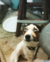 Close-up portrait of dog