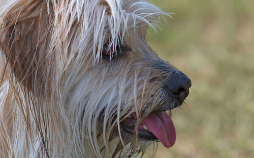 Close-up of a dog looking away