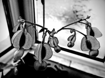 Close up of plant against blurred background