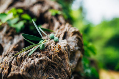 Close-up of fresh green plant