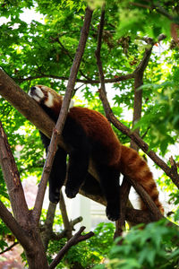 Red panda relaxing on tree