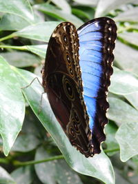 Close-up of butterfly on leaf