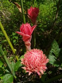Close-up of pink rose