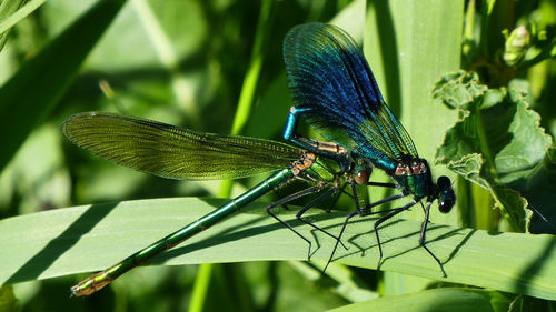 Close-up of damselfly on leaf