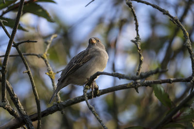 Close-up of bird perching on branch
