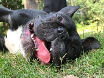 Close-up of black dog lying on grass