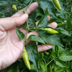 Close-up of hand holding leaves