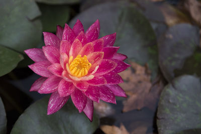 Close-up of pink lotus water lily