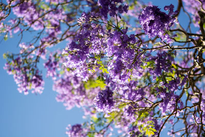 Low angle view of cherry blossoms in spring