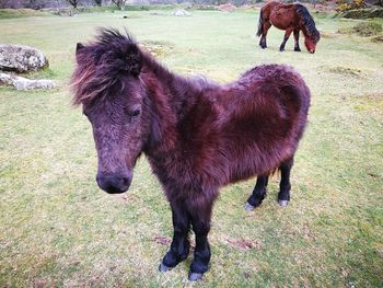 Horse on field