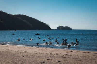 Flock of birds on beach