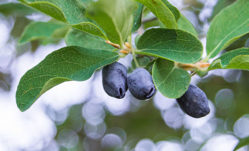 Close-up of fruits growing on tree