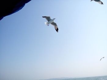 Low angle view of birds flying against clear sky