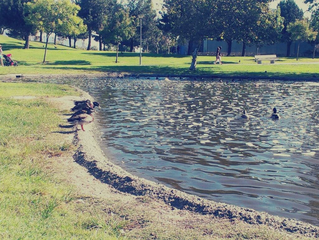 animal themes, tree, animals in the wild, water, bird, grass, wildlife, leisure activity, lifestyles, nature, full length, walking, men, green color, one animal, two animals, day, sunlight