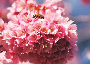 Close-up of bee pollinating on pink flower