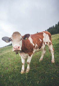 Cow standing on grassy field