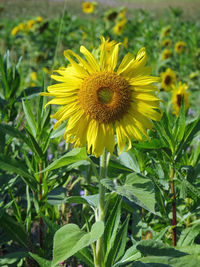 Close-up of sunflower blooming on field