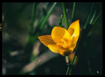 Close-up of yellow flower