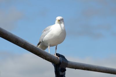 Low angle view of bird perching against sky