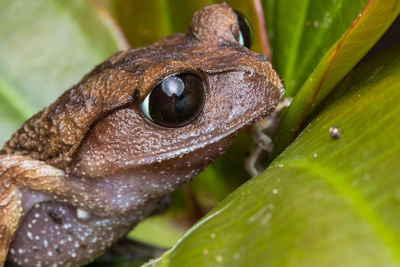 Close-up of frog on leaves