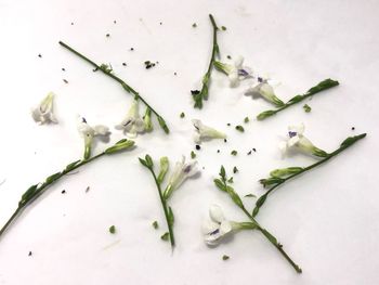High angle view of vegetables on white background