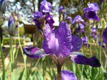 Close-up of purple crocus flowers