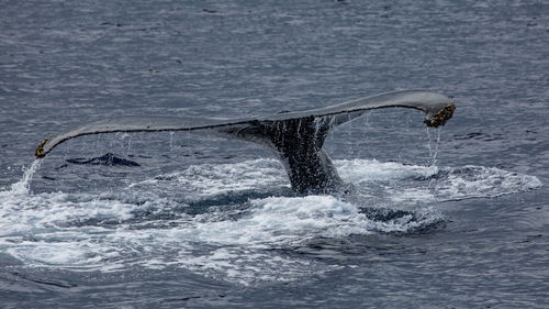 Humpback tail, maui - hawaii