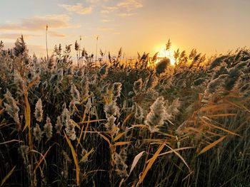 Close-up of stalks in field against sunset sky