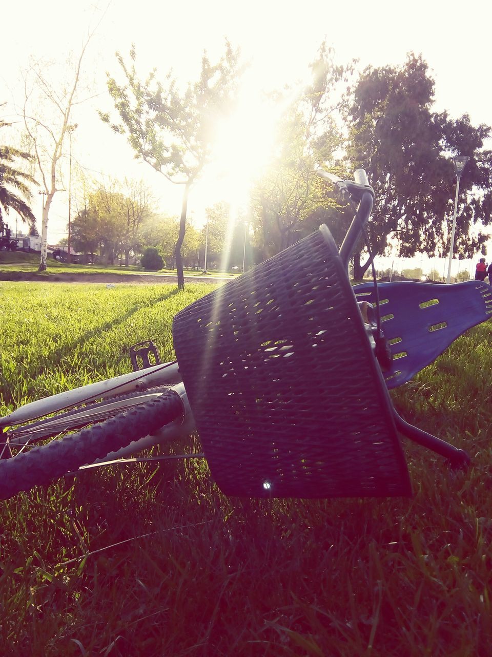 plant, tree, grass, sky, nature, no people, field, park, sunlight, day, land, tranquility, landscape, sunbeam, lens flare, outdoors, tranquil scene, environment, park - man made space, sun, bright