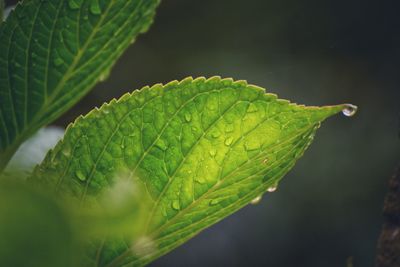 Close-up of leaf