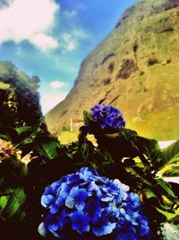 Close-up of fresh flowers blooming against sky