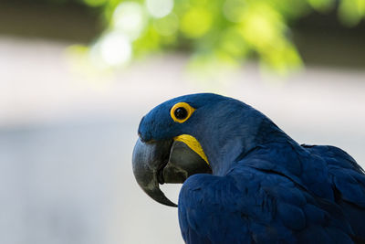 Profile of a beautiful hyacinth macaw looking to the side
