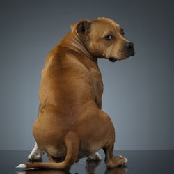 Close-up of dog sitting against gray background