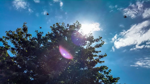 Low angle view of trees against blue sky