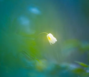 A beautiful white wood anemone growing in the spring forest.