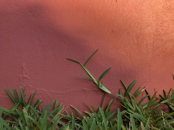 Close-up of plant against red wall