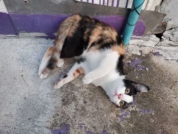 High angle view of cat resting