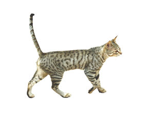 Side view of a cat looking away against white background