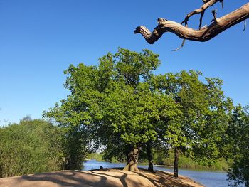 Low angle view of tree against blue sky