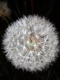 Close-up of dandelion flower against black background