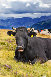 Cow standing on field