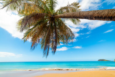 Palm trees on beach against sky