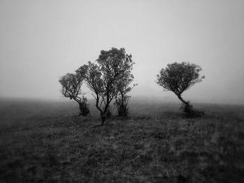 Trees on field against foggy sky