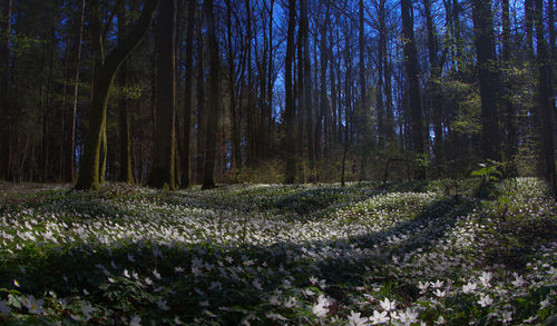 Trees and plants growing on field in forest