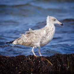 Close-up of seagull perching on rock